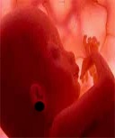 feto(1)