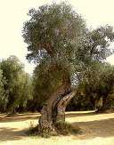 albero-ulivo