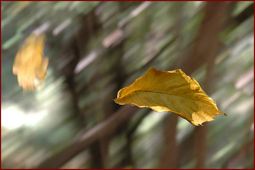 foglie-al-vento